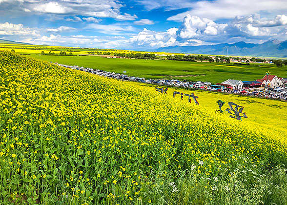 Rapeseed Flowers near Qinghai Lake