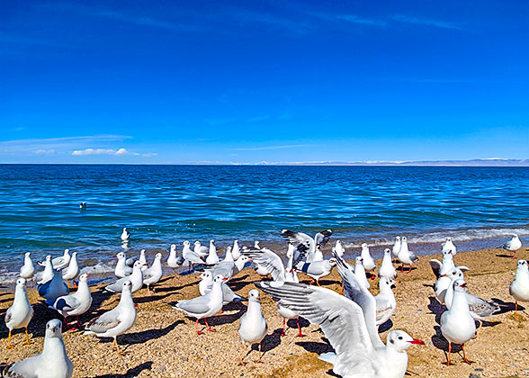 Seagulls Rest on the Qinghai Lake Shore