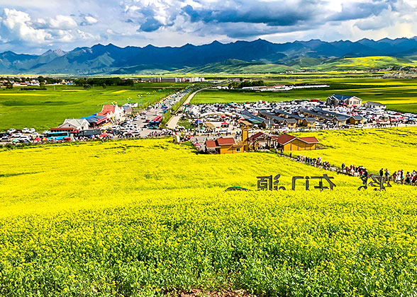 Golden Sea of Rapeseed Flowers, Menyuan County