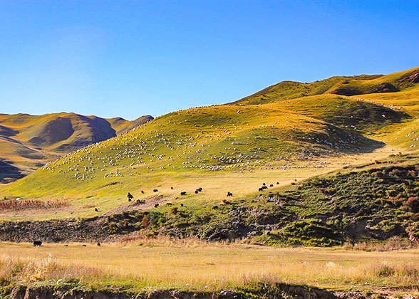 Grasslands under the Qilian Mountains