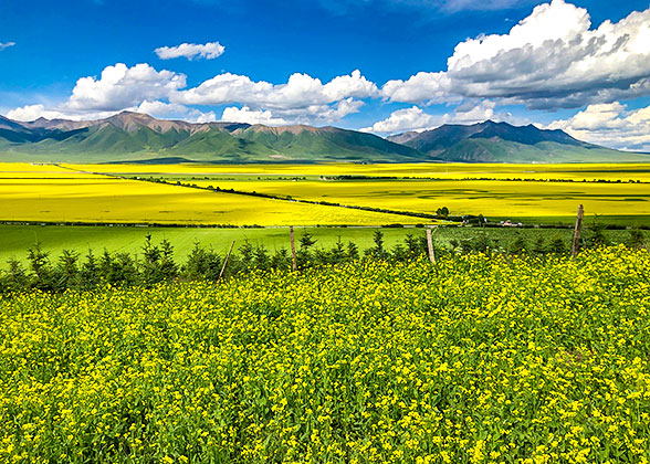 Rapeseed Flowers Bloom near Qinghai Lake