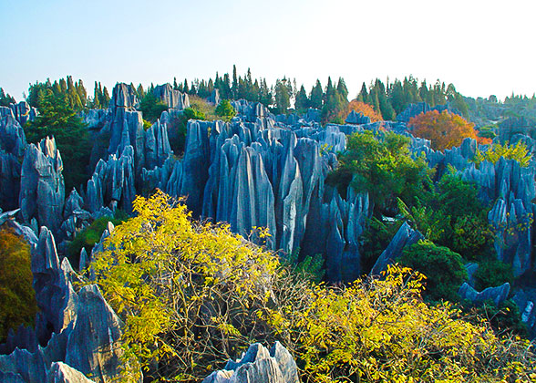 Stone Forest