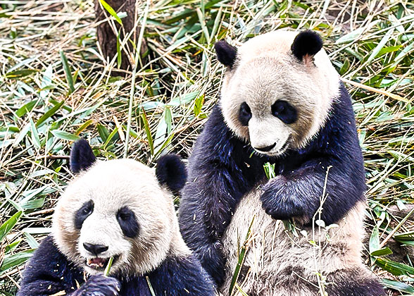 Cute Pandas at the Research Base