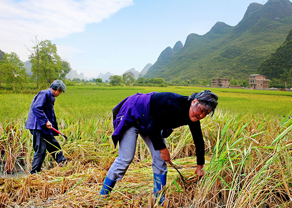 Yangshuo Countryside