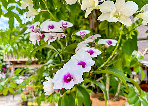 Orchid Valley