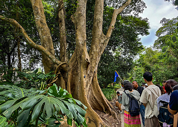 Unique Wonders of the Tropical Rainforest