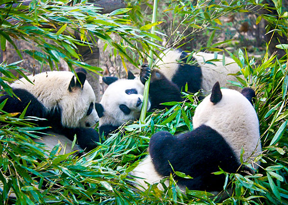 Giant Pandas at the Chengdu Research Base