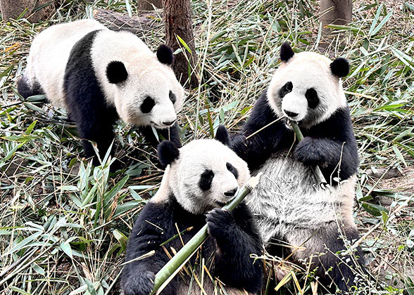 Giant Pandas, Chengdu