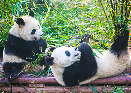 Giant Pandas, Chengdu