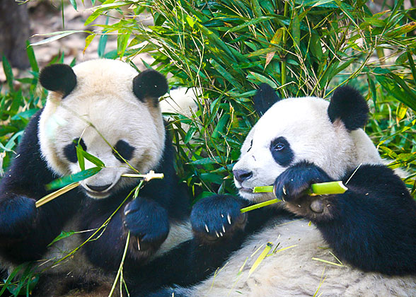 Cute Pandas at the Chengdu Research Base