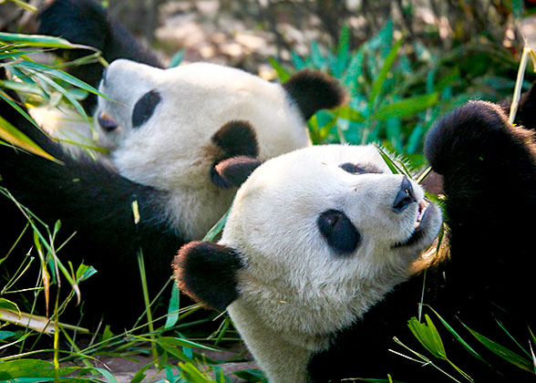 Pandas at the Chengdu Research Base