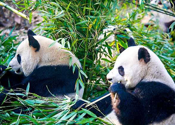 Cute Pandas at the Chengdu Research Base
