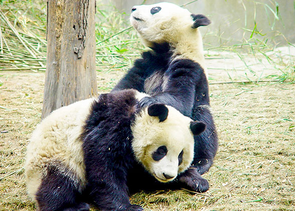Pandas at the Chengdu Research Base