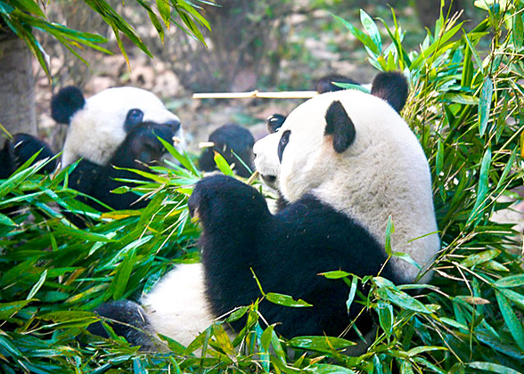 Pandas at the Chengdu Research Base