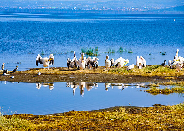 Kumarakom Bird Sanctuary
