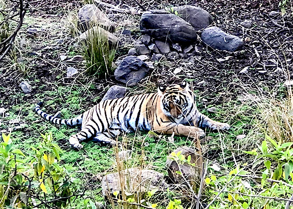 Periyar Tiger Reserve
