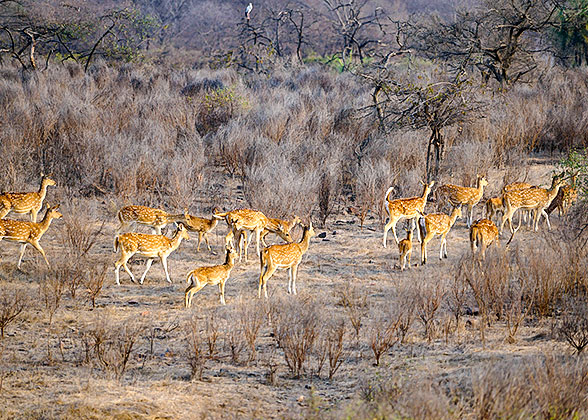 Meet Wildlife in Bandhavgarh National Park