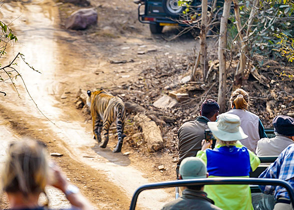 Tiger Reserve, India