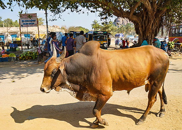 Street Scene of Indian Village