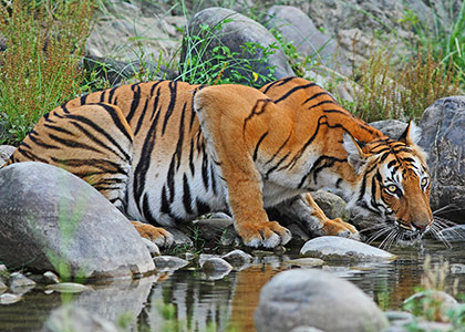 Chitwan National Park