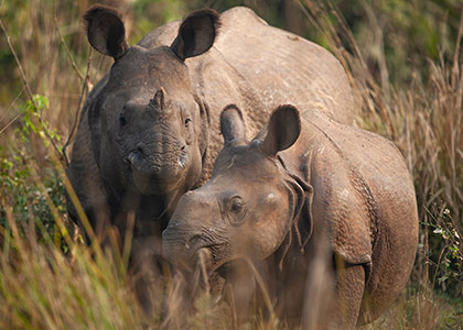 Chitwan National Park