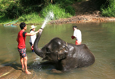Elephant Nature Park