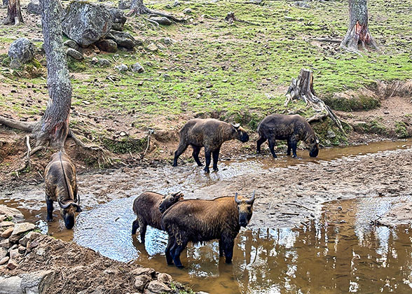 Takin - Bhutan's National Animal