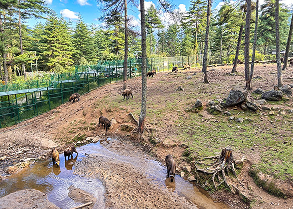 Roaming and Drinking Takins