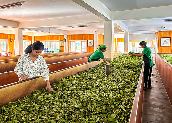 Ceylon Tea Factory in Sri Lanka