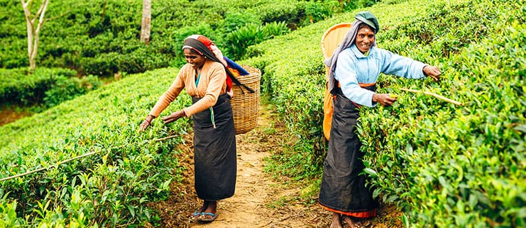 Tea plantation