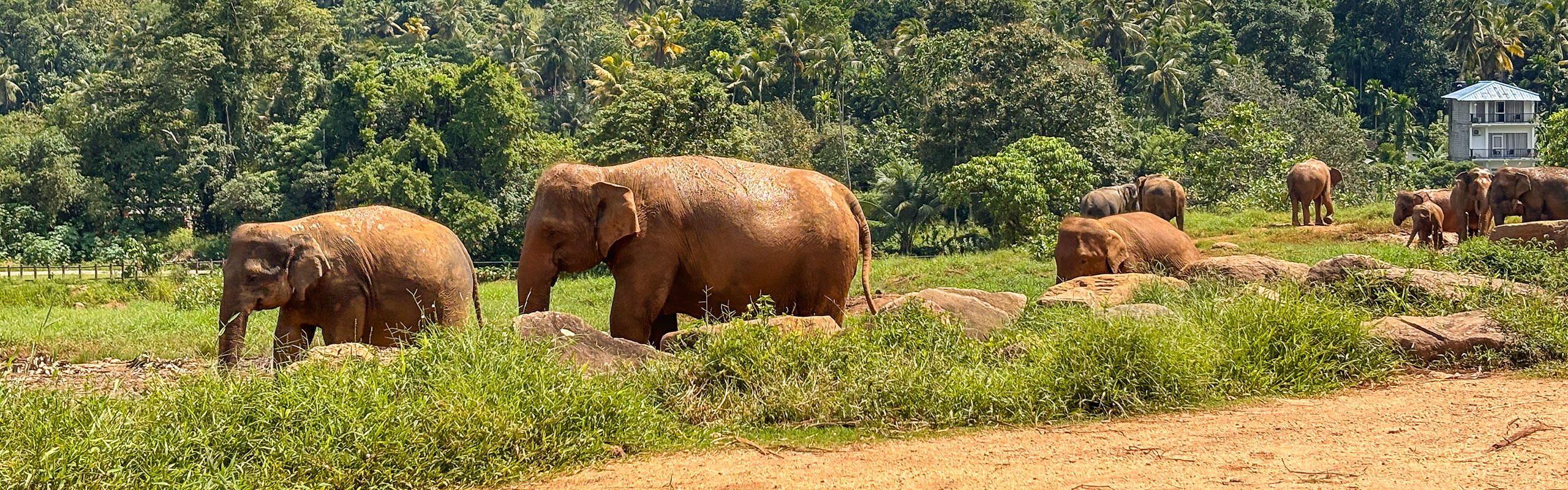 Elephant in Sri Lanka