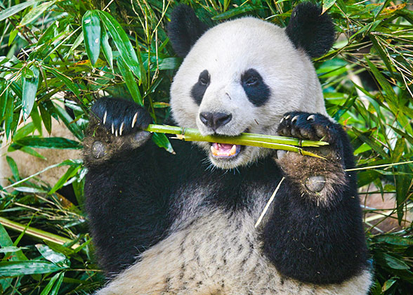 A panda munching bamboo