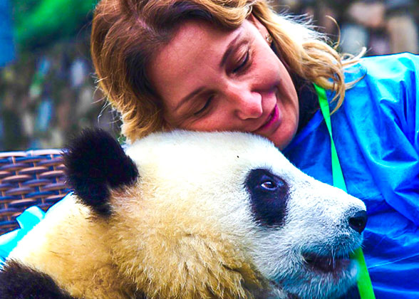 Panda in Chengdu