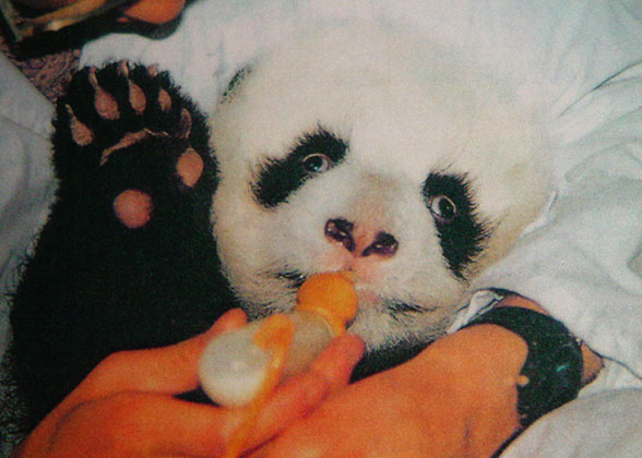 3-Month Baby Panda
