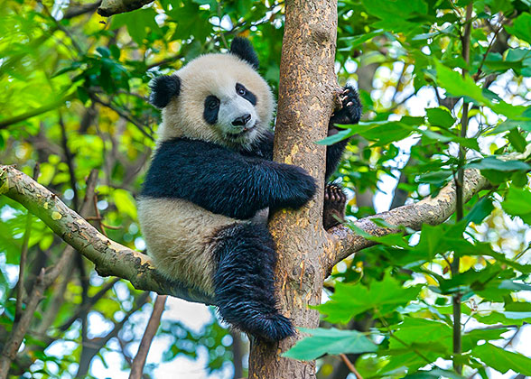 giant panda habitat