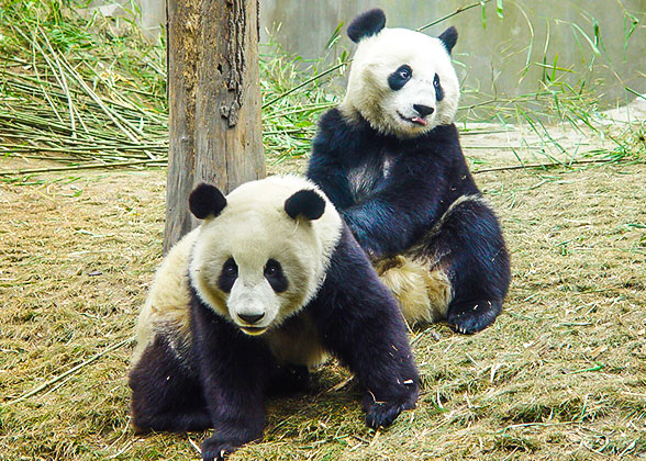 giant pandas food