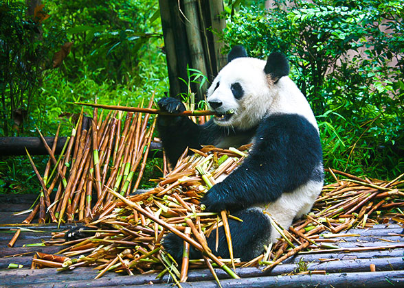 Giant Pandas in Wolong National Nature Reserve