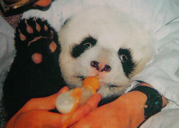 newborn baby panda bears