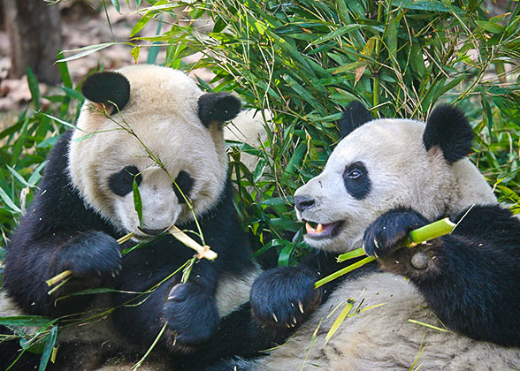 Panda Mother and Child