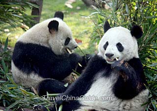 Two pandas munching on bamboos
