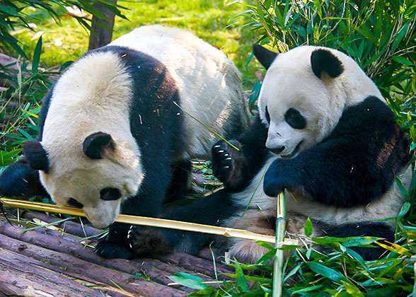 Cute Pandas at the Chengdu Research Base
