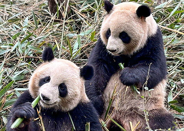 Cute Pandas at Beijing Zoo