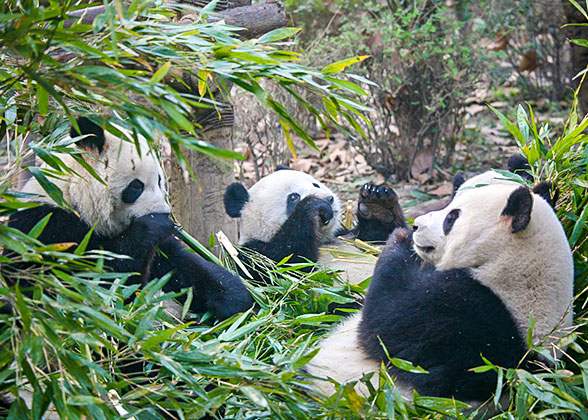 Cute Pandas at the Chengdu Research Base