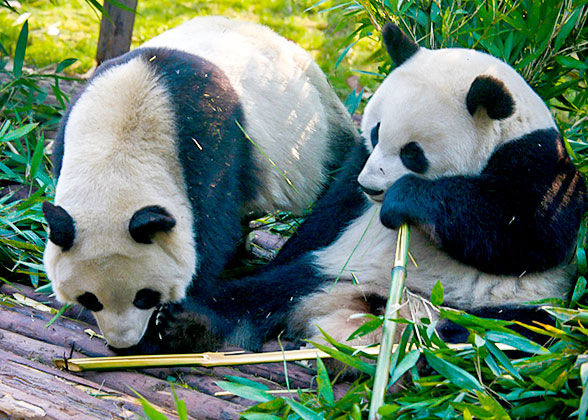 Cute Pandas Chewing Bamboos
