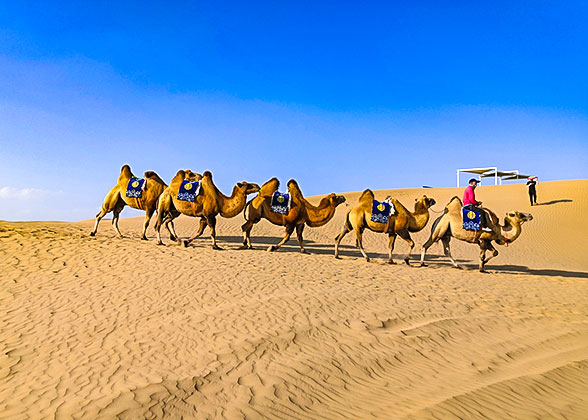 Camel Ride at Singing Sand Ravine