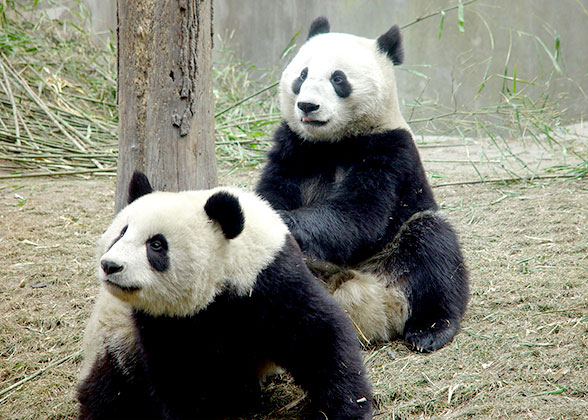 Pandas at the Chongqing Zoo