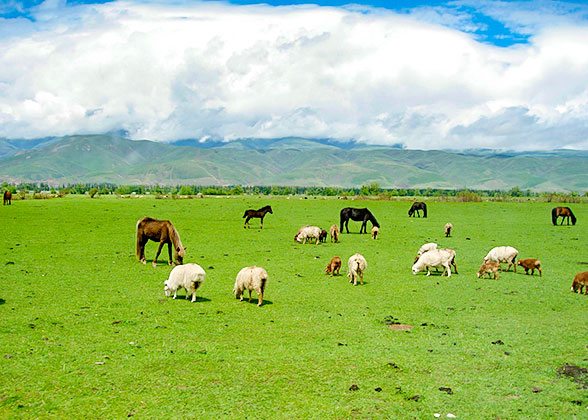 Ganjia Grassland