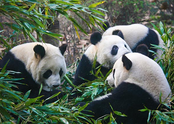 Giant Pandas 