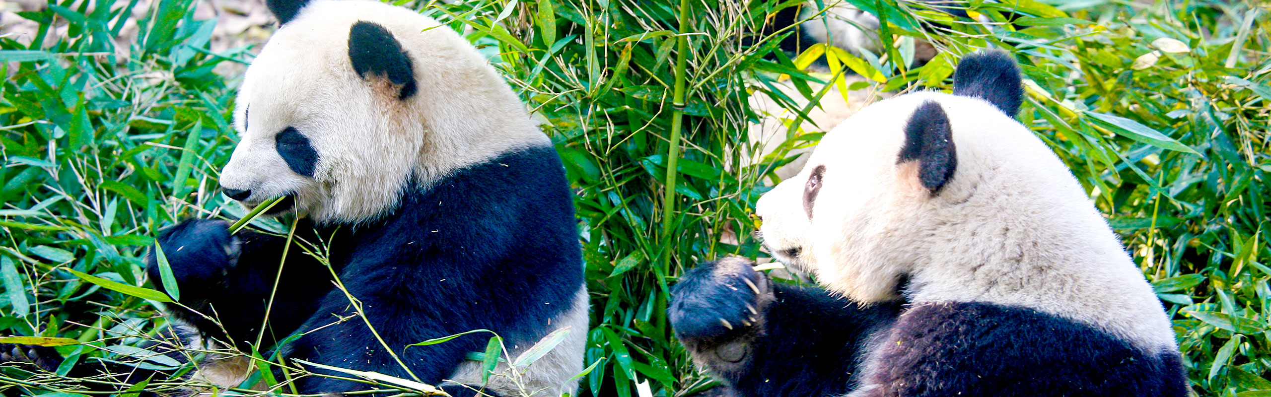 Pandas in Qinling Four Rare Animals Park
