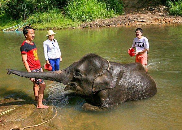 Elephant Nature Park, Chiang Mai